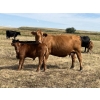 Image 4 : Dar-Lin Ranching - 550# November Delivery Steer Calves - 110 Head (Big Stone, AB)