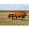 Image 8 : Colter Malloy - 550# November Delivery Steer Calves - 100 Head (Pollockville, AB)