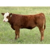 Image 3 : Diamond A Farms - 690# September Delivery Steer Calves - 84 Head (Girvin, SK)