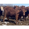 Image 3 : Hawk Ranching - 930# March Delivery Steers - 67 Head (Parkland, AB)