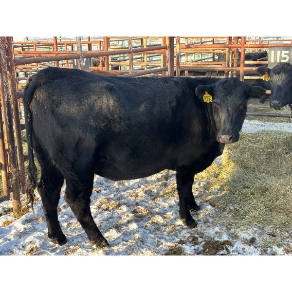 98 Ranch - 2 Second & Third Calvers (Pen 115) *Later Calving*