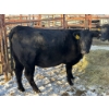 Image 1 : 98 Ranch - 2 Second & Third Calvers (Pen 115) *Later Calving*
