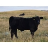 Image 6 : CC Farming Company - 680# October Delivery Steer Calves - 170 Head (Cayley, AB)