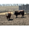 Image 2 : Four Harts Cattle Co. - 6 Bulls (Vermilion, AB)