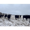 Image 9 : Randy Kehler - 25 Black/Black X Spring Calving Bred Heifers (Eriksdale, MB)