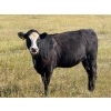 Image 5 : Riverbend Ranch - 860# September Delivery Grass Heifers - 310 Head (Scotfield, AB)