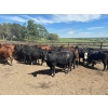 Image 5 : Turtleview Livestock - 930# October Delivery Grass Heifers - 62 Head (Goodlands, MB) VBP+
