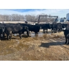 Image 9 : Wade Fewings - 880# March/April Delivery Steers - 68 Head (Pierson, MB) VBP+
