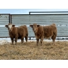 Image 6 : Winn Man Farms - 720# March Delivery Heifers - 254 Head (Winnipegosis, MB)