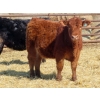 Image 10 : Dog River Ranch - 730# March/April Delivery Heifers - 43 Head (Corning, SK)