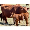 Image 8 : Meyer Cattle Inc. - 10 Red Angus X 4th Calf Pairs (Lethbridge, AB)