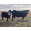 Image 4 : Lake Thelma Farms - 660# November Delivery Steer Calves - 80 Head (Coronation, AB)