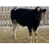 Image 4 : CS Livestock - 820# Holstein Steers - 24 Head (Rimbey, AB)