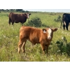 Image 6 : Edge-Hughes Cattle Co. - 550# October Delivery Steer Calves - 90 Head (Cochrane, AB)