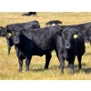 Image 2 : Boggy Springs Ranch - 26 Black Bred Heifers (Maple Creek, SK)