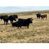 Image 9 : Dar-Lin Ranching - 470# November Delivery Heifer Calves - 115 Head (Big Stone, AB)