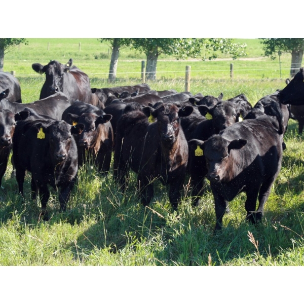 Goldridge Farming Co. - 660# October Delivery Steer Calves - 180 Head (Turin, AB)