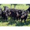 Image 1 : Goldridge Farming Co. - 575# October Delivery Steer Calves - 100 Head (Turin, AB)