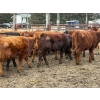 Image 7 : CL Ranches Ltd. - 810# March/April Delivery Steers - 70 Head (Cochrane, AB)