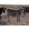 Image 4 : Kelndorfer Farms - 675# November Heifer Calves - 50 Head (Killam, AB)