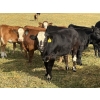 Image 6 : Jordan, Beau & Tom Jackson - 640# October Delivery Steer Calves - 95 Head (Sundre, AB)