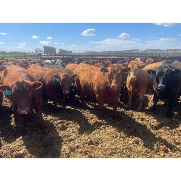 Aart Beekman - 1025# May Delivery Steers - 180 Head (Coaldale, AB)