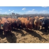 Image 1 : Aart Beekman - 1025# May Delivery Steers - 180 Head (Coaldale, AB)