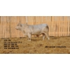 Image 2 : 2 Year-Old Charolais Bull - JGL 5M