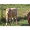 Image 10 : Thackeray Land & Cattle Inc. - 580# November Delivery Steer Calves - 80 Head (Goodwater, SK)