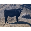 Image 2 : AJS Ranch - 600# October Delivery Steer Calves - 35 Head (Botha, AB)