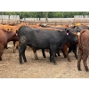 Image 4 : Brandt Boys Inc. - 975# August Delivery Heifers - 65 Head (Tolstoi, MB)