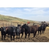 Image 9 : Bryan Ranch Ltd. - 750# May Delivery Heifers - 82 Head (Maple Creek, SK)