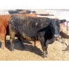 Image 16 : David Garvey - 1625# March Delivery Cows - 67 Head (Wapella, SK)
