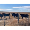 Image 6 : Triangle D Land & Cattle Co. - 775# October Delivery Grass Heifers - 28 Head (Hanley, SK)