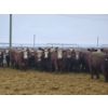 Image 2 : Chomistek Ranch - 10 Red Goggle-Eyed Heifers (Pen 306)