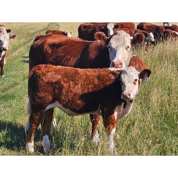 Bruce, Julie & Kyle Musgrove - 550# Steer Calves - 110 Head (Patricia, AB)