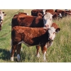 Image 1 : Bruce, Julie & Kyle Musgrove - 550# Steer Calves - 110 Head (Patricia, AB)