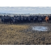 Image 9 : M.S. MacLean Livestock - 870# March Delivery Steers - 163 Head (Coaldale, AB)