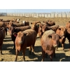 Image 2 : Van Hal Livestock Inc. - 725# May Delivery Heifers - 228 Head (Seven Persons, AB)
