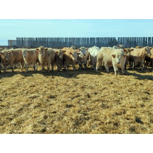 Terry Klassen/Jim Abel - 930# March/April Delivery Steers - 130 Head (Stettler, AB)