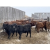 Image 7 : Regehr Land & Cattle - 850# March Weaned Steers - 70 Head (Linden, AB) VBP+