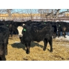 Image 3 : Jay Be Acres Ltd. - 795# March/April Delivery Steers - 76 Head (Deloraine, MB)