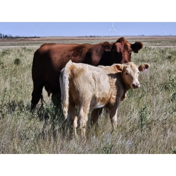 Johnston Ranches - 600# October Delivery Heifer Calves - 68 Head (Cereal, AB)
