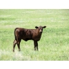 Image 8 : Circus Coulee Cattle - 530# Nov Delivery Heifer Calves - 100 Head (Dorothy, AB)