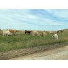 Image 6 : JOJ Cattle Co. - 740# November Delivery Steer Calves - 85 Head (Marwayne, AB)