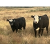 Image 3 : Back Forty Enterprises - 3 BWF Heifers (Pen 326)