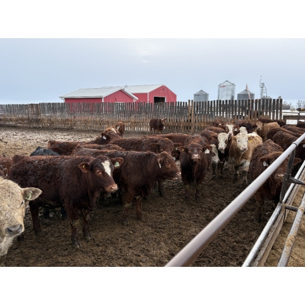 Rice Farms - 950# February Weaned Steers - 124 Head (Lacombe, AB)