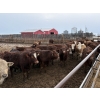Rice Farms - 950# February Weaned Steers - 124 Head (Lacombe, AB)