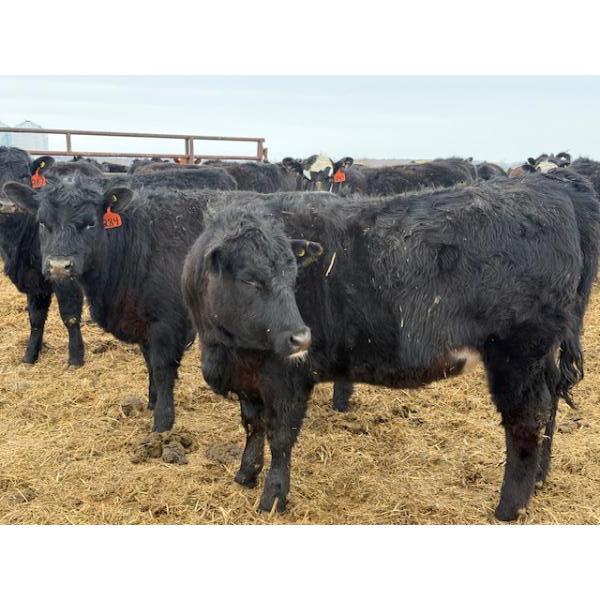Peake Livestock Inc. - 750# April Delivery Heifers - 80 Head (Roblin, MB)
