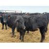 Image 1 : Peake Livestock Inc. - 750# April Delivery Heifers - 80 Head (Roblin, MB)